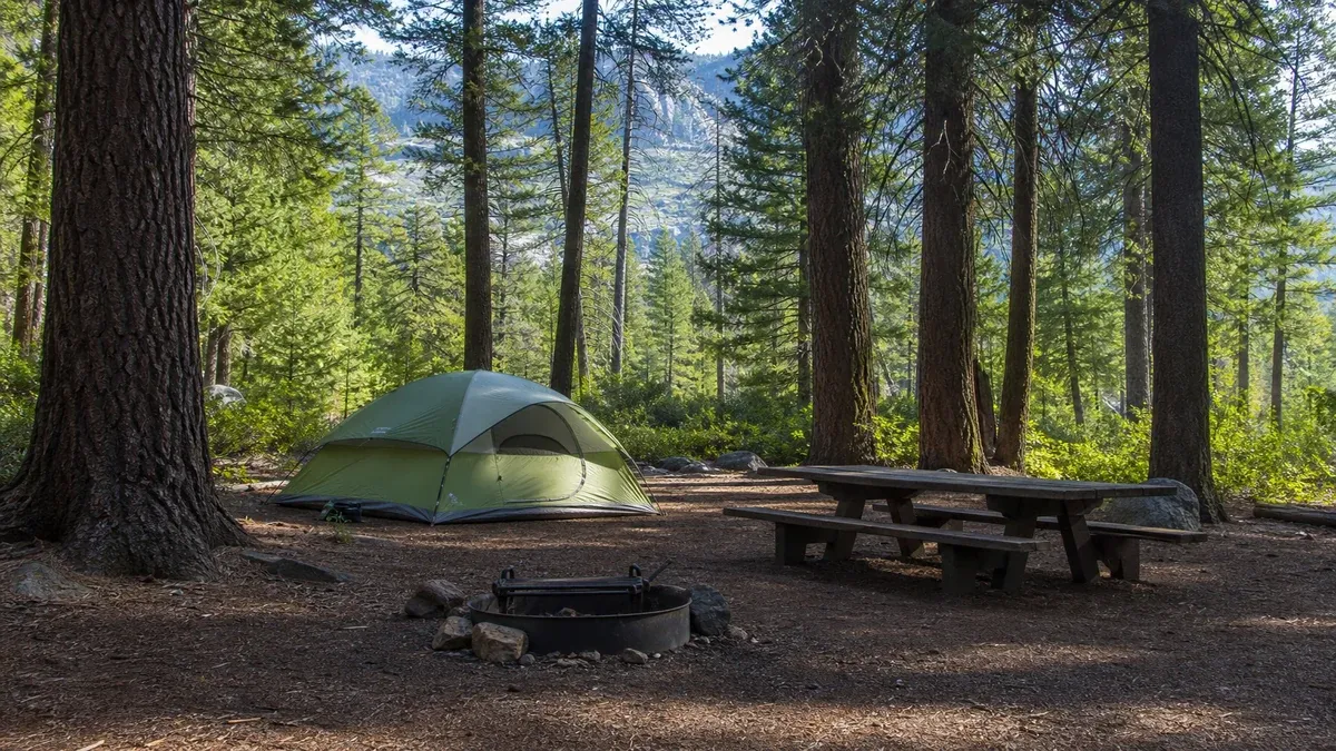 Forest Camping forest guide illustration