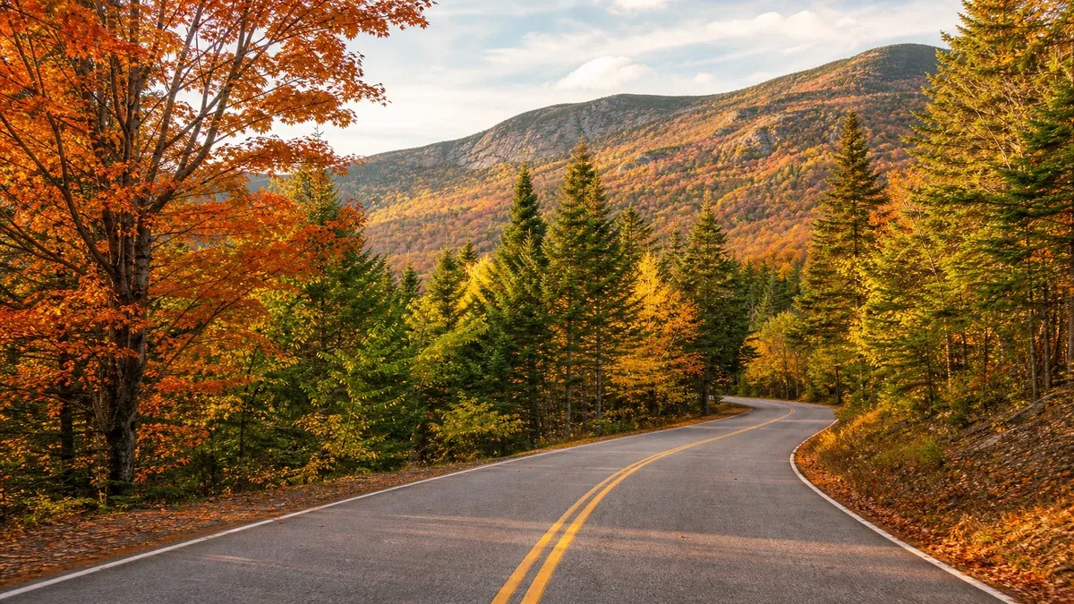 Scenic Drives forest guide illustration