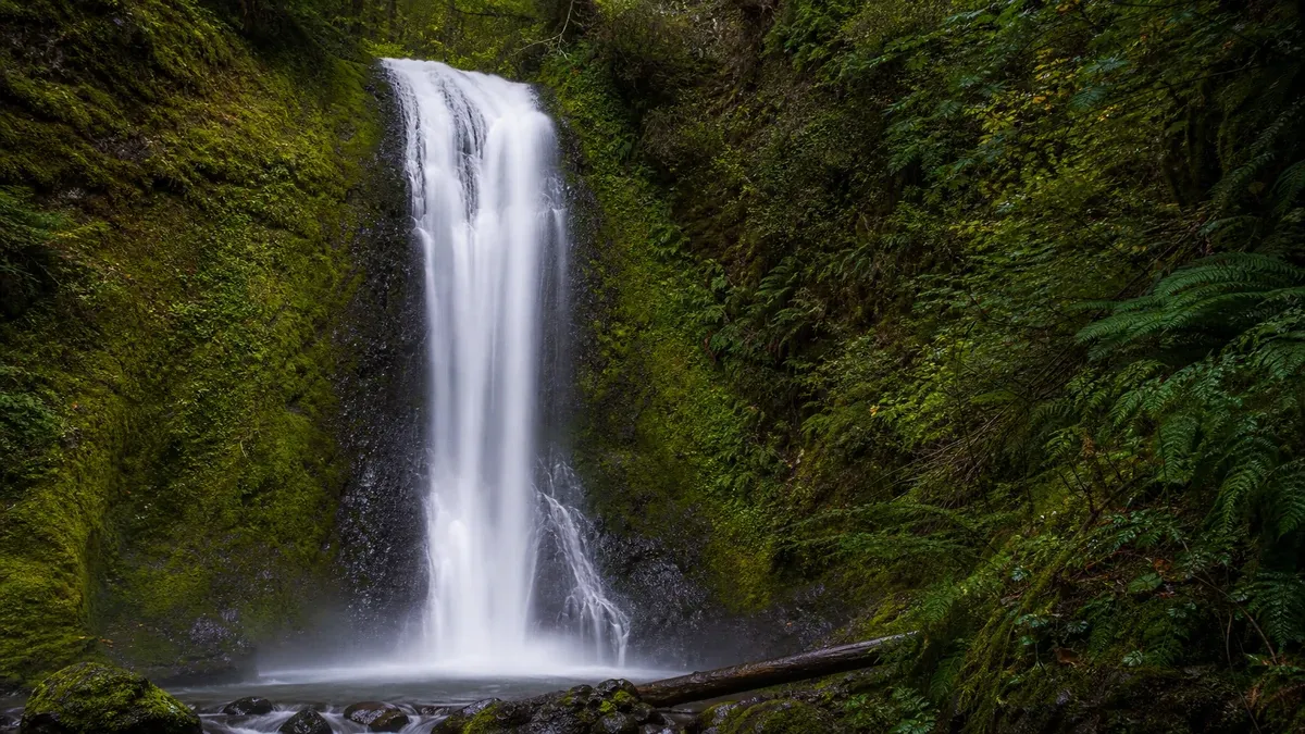 Forest Waterfalls illustrated forest scene