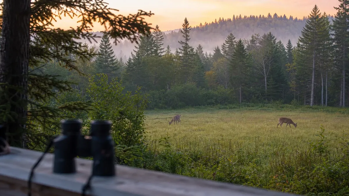 Wildlife Watching illustrated forest scene